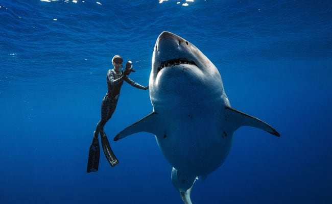 शार्क के घातक हमले से आहत जीवनरक्षक